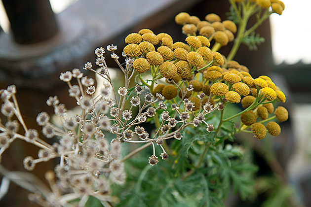 Idaho Flowers