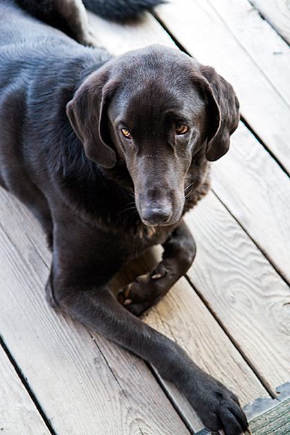 Super Cute Dog