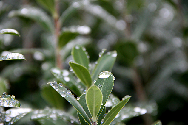 Rain plant wet