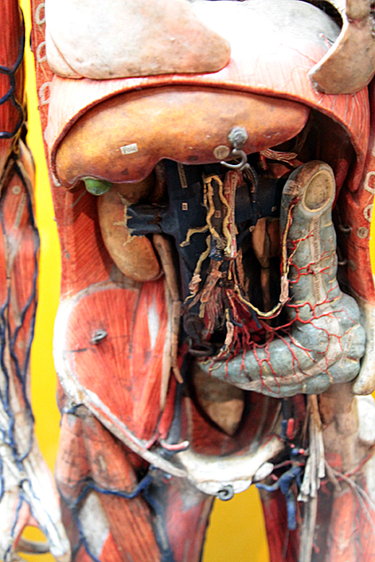 Stomach open