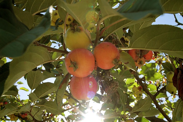 asturianapples