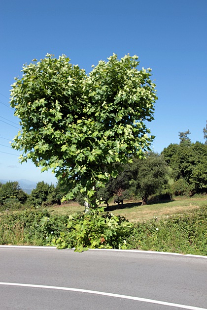 hearttree