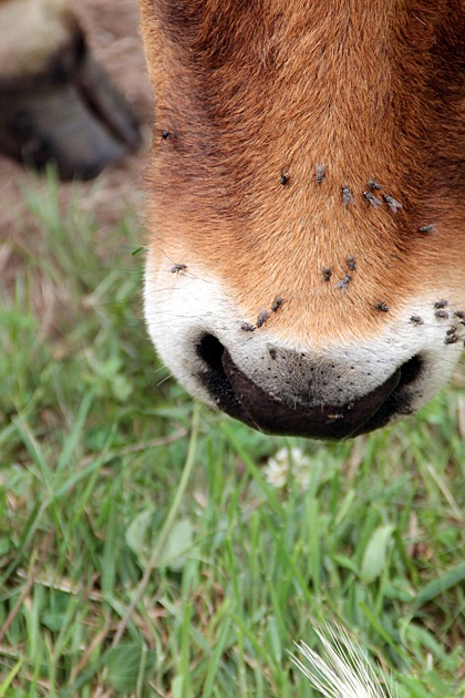 Cow nose with flies
