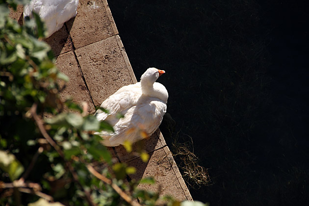 The Temple of Apollo and the Fountain of Arethusa 10 Italian Duck