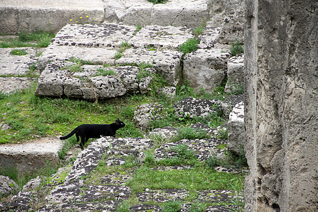 The Temple of Apollo and the Fountain of Arethusa 5 Sightseeing Cat