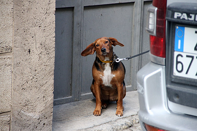 Stairway to Caltagirone 15 Caltagirone cute dog