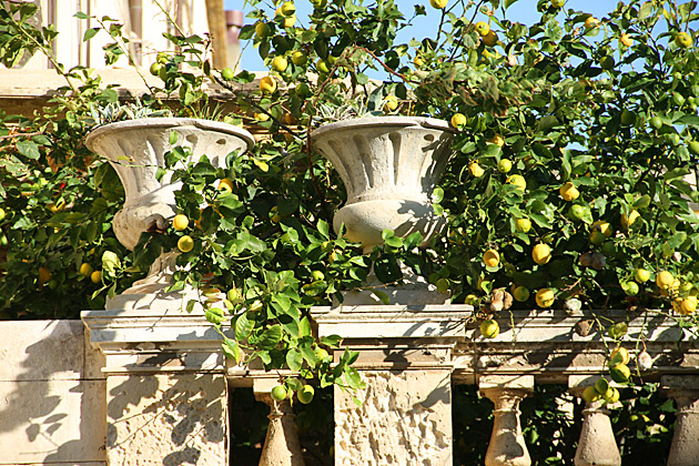 Sicilian Lemon