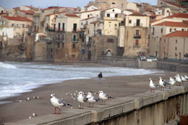 Birds