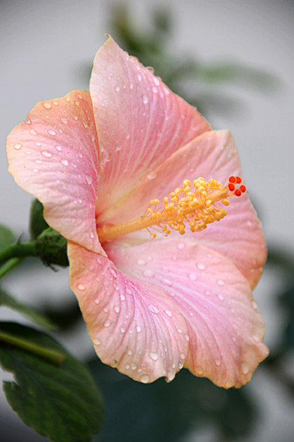Flower Dew