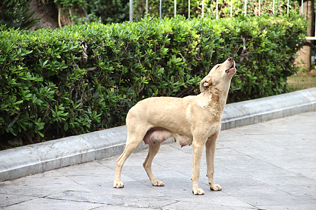 Monreale 10 Howling Dog