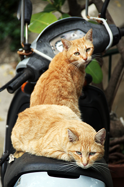 Monreale 11 Italian Cats