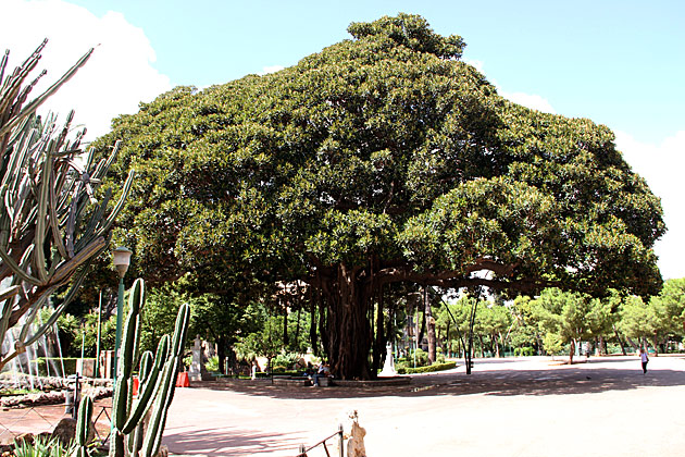 Huge Tree Palermo