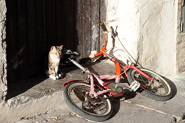 Biking Cat