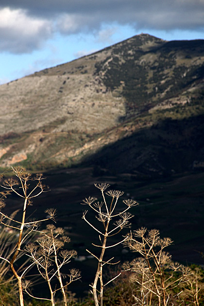 The Ruins of Segesta 16 Nature Sicily
