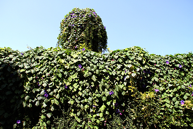 Flower Wall