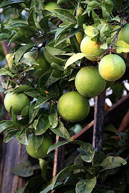 Fruits Italy
