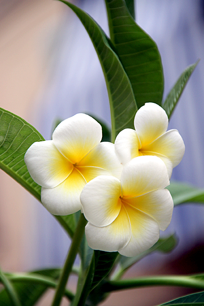 Italian Flowers