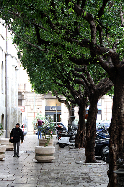 Rainy Trees