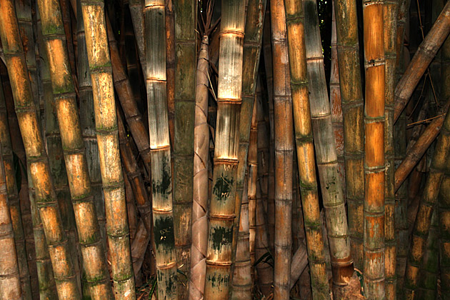 Villa Giulia and the Orto Botánico 21 Bamboo