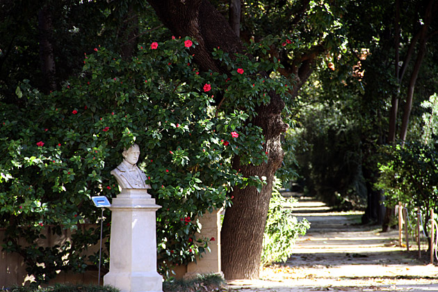 Villa Giulia and the Orto Botánico 10 Bush Face