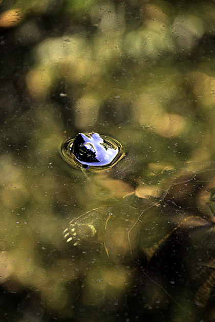 Villa Giulia and the Orto Botánico 18 Cute Turtle