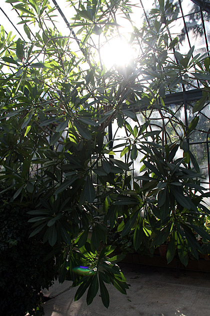 Villa Giulia and the Orto Botánico 8 Green House