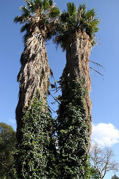 Villa Giulia and the Orto Botánico 11 Huge Tree