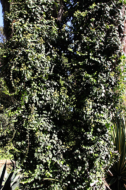 Villa Giulia and the Orto Botánico 12 Hute Tree 2