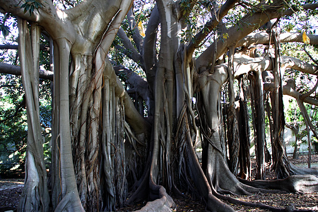 Villa Giulia and the Orto Botánico 13 Liquid Trees