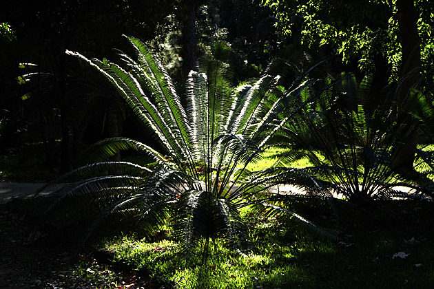 Villa Giulia and the Orto Botánico 14 Magical Plant