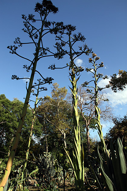 Villa Giulia and the Orto Botánico 20 Weird Tree