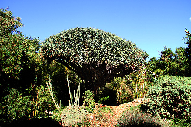 Villa Giulia and the Orto Botánico 19 Weird Trees