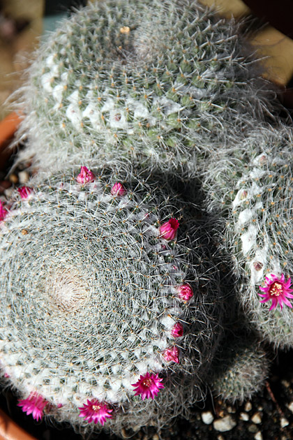 Cactus Sicily