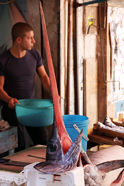Sword Fish Head