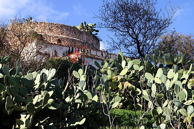 The Zingaro Natural Reserve 14 Cacti Sicily