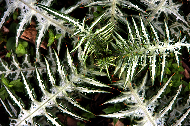 The Zingaro Natural Reserve 10 Nature Close Up