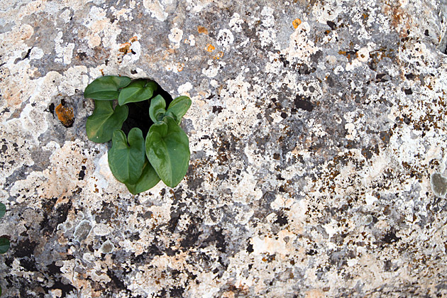 The Zingaro Natural Reserve 8 Plant In a Hole