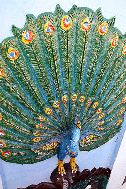 Kataragama Devale peacock
