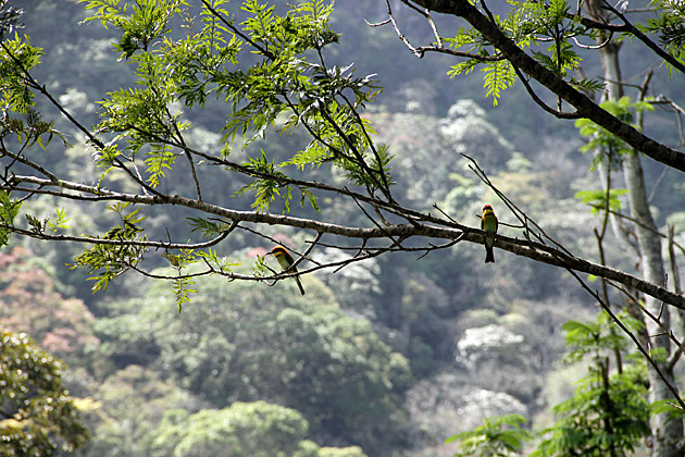 Knuckles Mountain Range birds