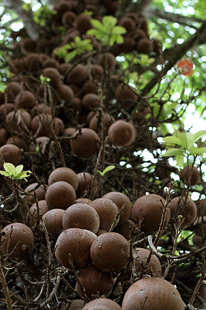 Peradeniya trees