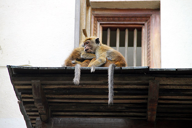 Monkeys at the temple of the tooth in Sri Lanka