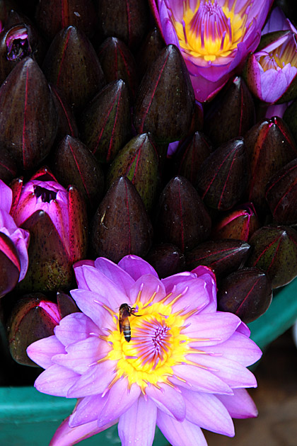 Lotus flower and bee