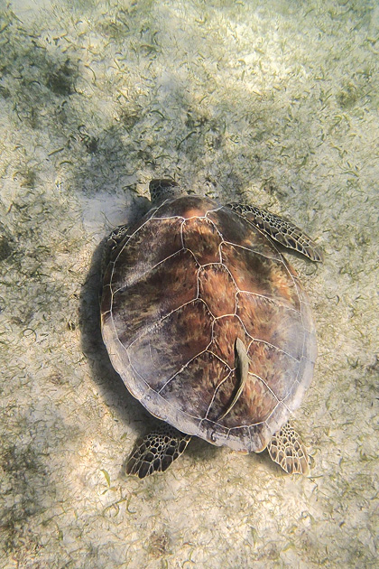 02%20Akumal%20Turtles%20%20Turtles%20Akumal%2020140120%20for91days.com
