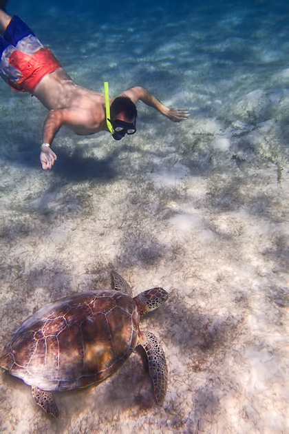 06%20Akumal%20Turtles%20%20Turtles%20Akumal%2020140120%20for91days.com