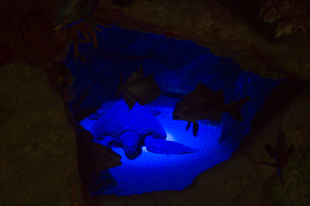 Cozumel's Museo de la Isla 12 Cozumel%20Museum%2012Cozumel%20Museum%2020131127%20for91days.com