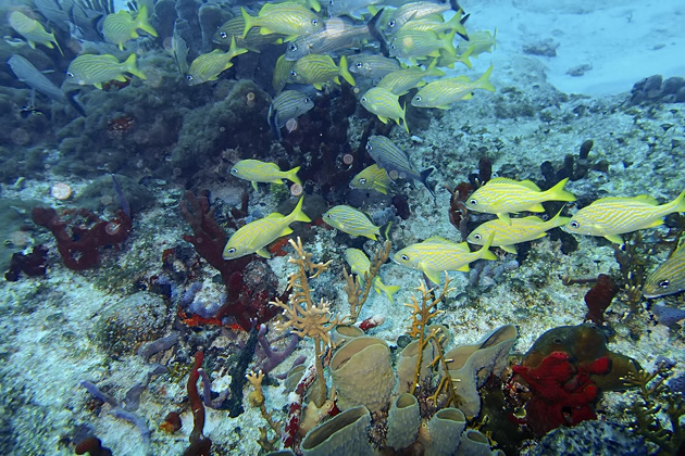 18%20Diving%20Puerto%20Morelos%20Fish%20Market%20%20Diving%20In%20Puerto%20Morelos%20Fish%20Market%2020140117%20for91days.com