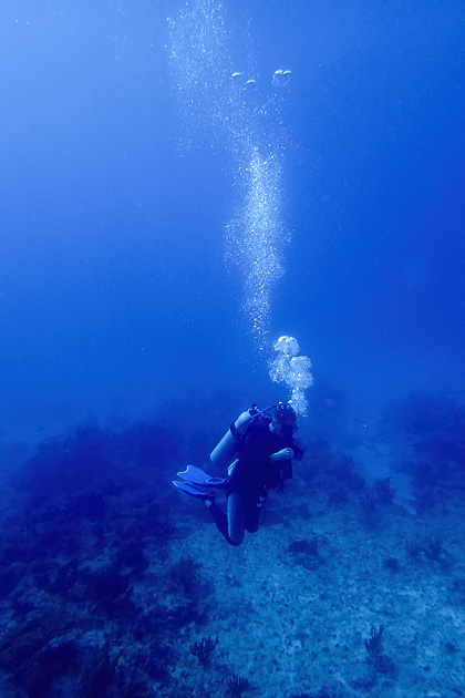 22%20Diving%20Puerto%20Morelos%20Fish%20Market%20%20Diving%20In%20Puerto%20Morelos%20Fish%20Market%2020140117%20for91days.com