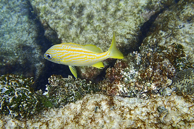 13%20Garrafon%20Castilla%20Garrafón%20Castilla%20Snorkeling%2020131215%20for91days.com