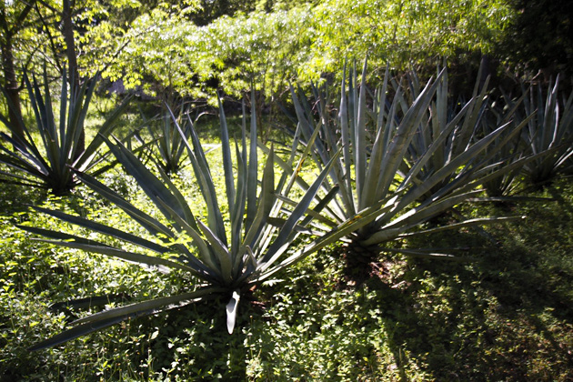 17%20Hacienda%20Temozón%20Hacienda%20Temozón%2020131209%20for91days.com