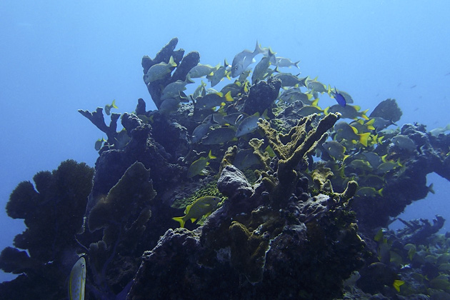 30%20Isla%20Mujeres%20Underwater%20Museum%20Manchones%20Reef%20Diving%20Isla%20Mujuere%2020131215%20for91days.com